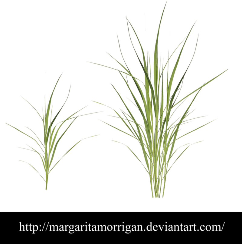 Graceful Grass Nature's Elegant Green Decor PNG