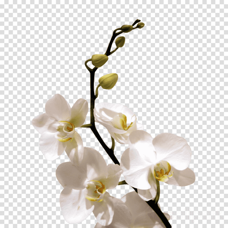 Elegant White Orchid Blooms in Harmony PNG