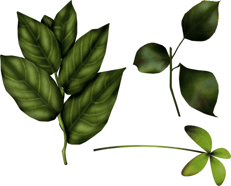 Elegant Ivy Leaf Design Inspirations PNG