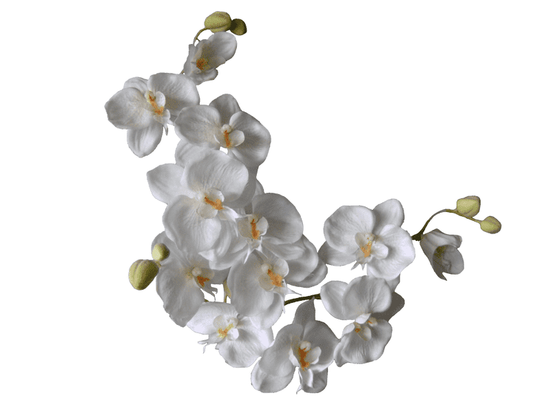 Elegance in White The Orchid Collection PNG