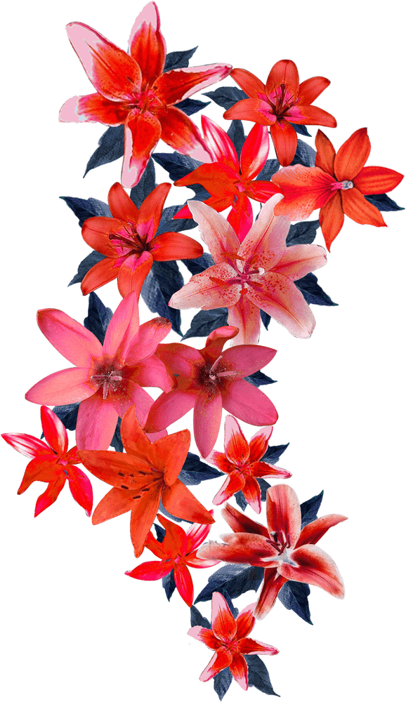 Vibrant Blossom A Celebration of Red Flowers PNG