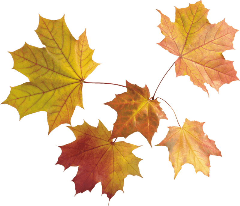 Vibrant Autumn Leaf Collection PNG
