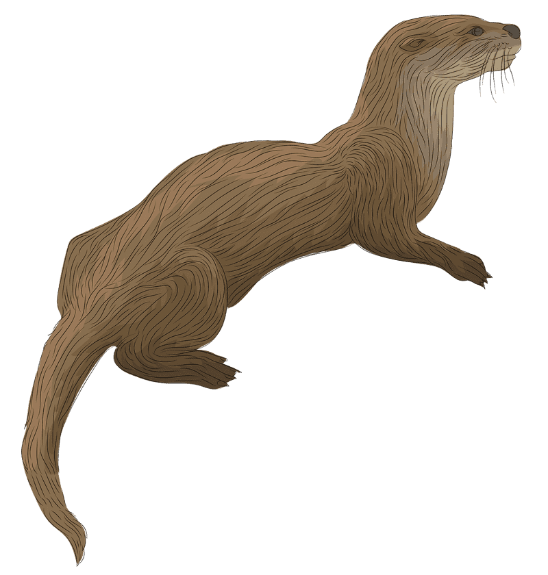 River Guardian The Playful Otter PNG