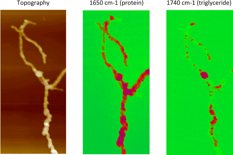 Intricate Structures of Bacteria Under Microscopy PNG