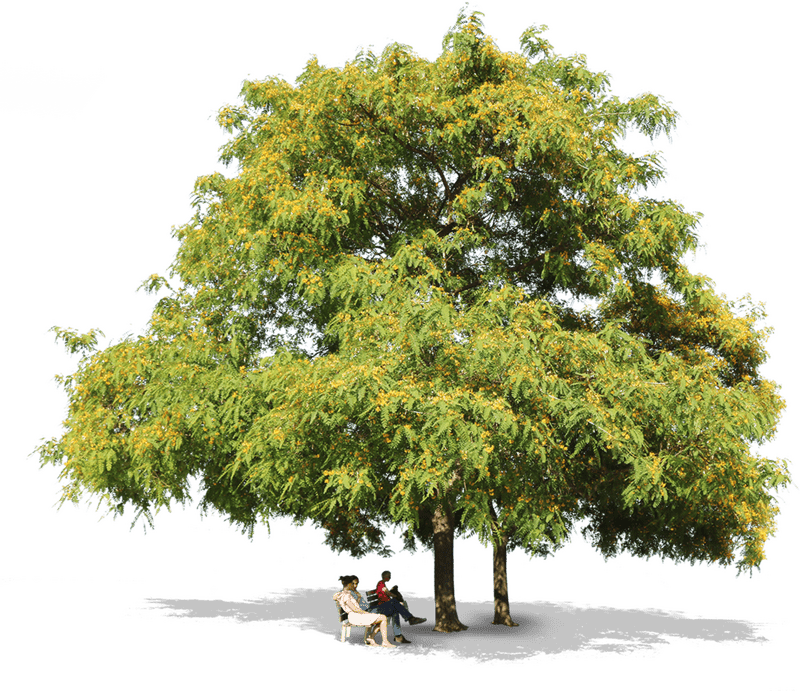 Tree of Tranquility and Togetherness PNG