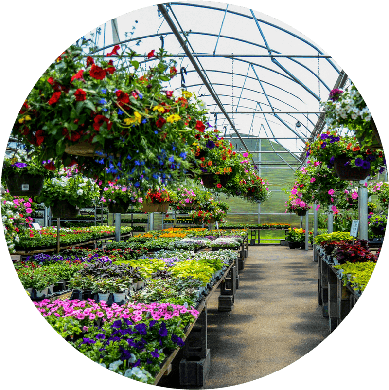 Vibrant Greenhouse Oasis of Blooms PNG