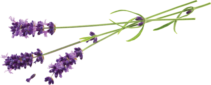 Serenity in a Lavender Field PNG