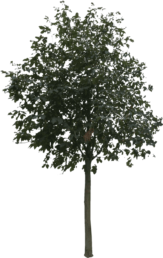 Lush Green Canopy Tree of Life PNG