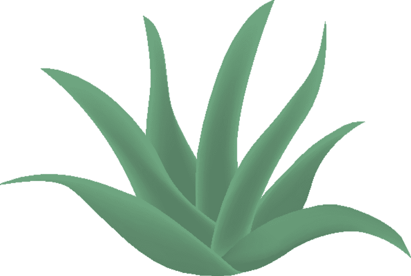 Aloe Vera Nature's Healing Plant PNG