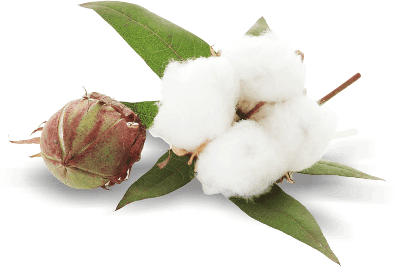 Natural Cotton Candy Delight PNG