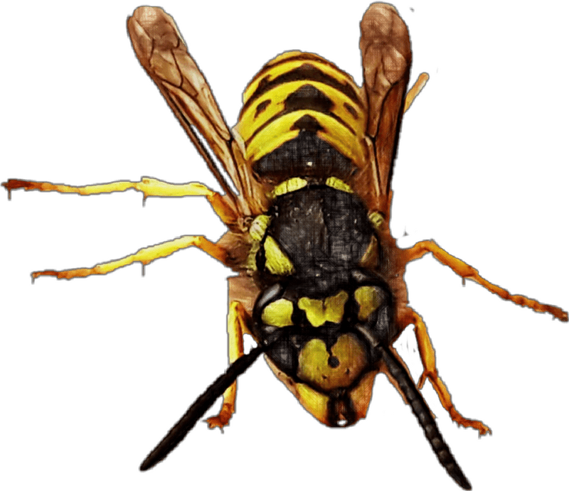 Vibrant Yellow and Black Insect Wonder PNG