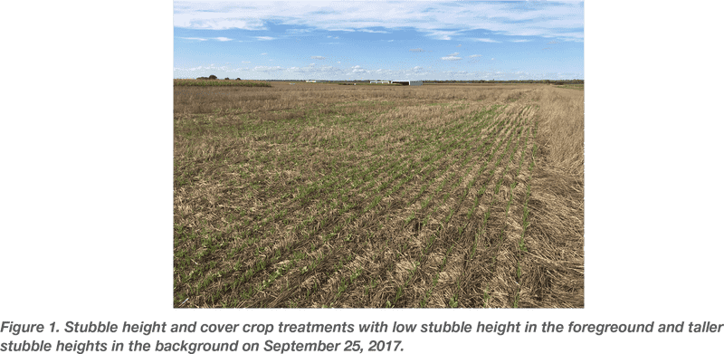 Lavender Field Serenity and Natural Beauty PNG