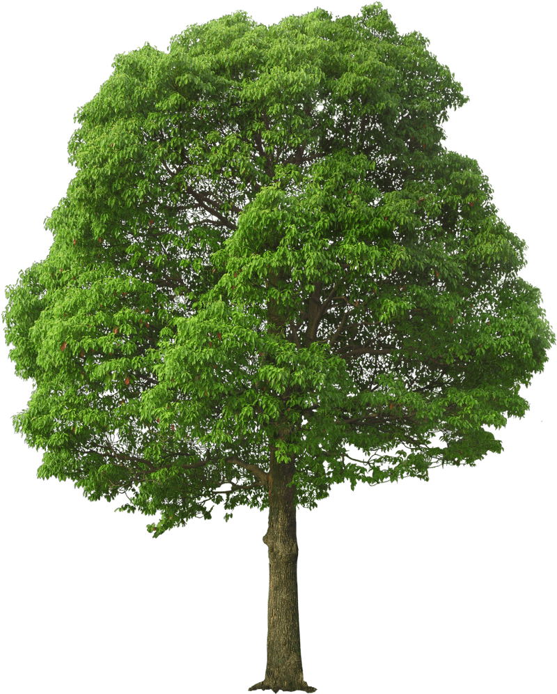 Lush Green Canopy Tree of Life PNG