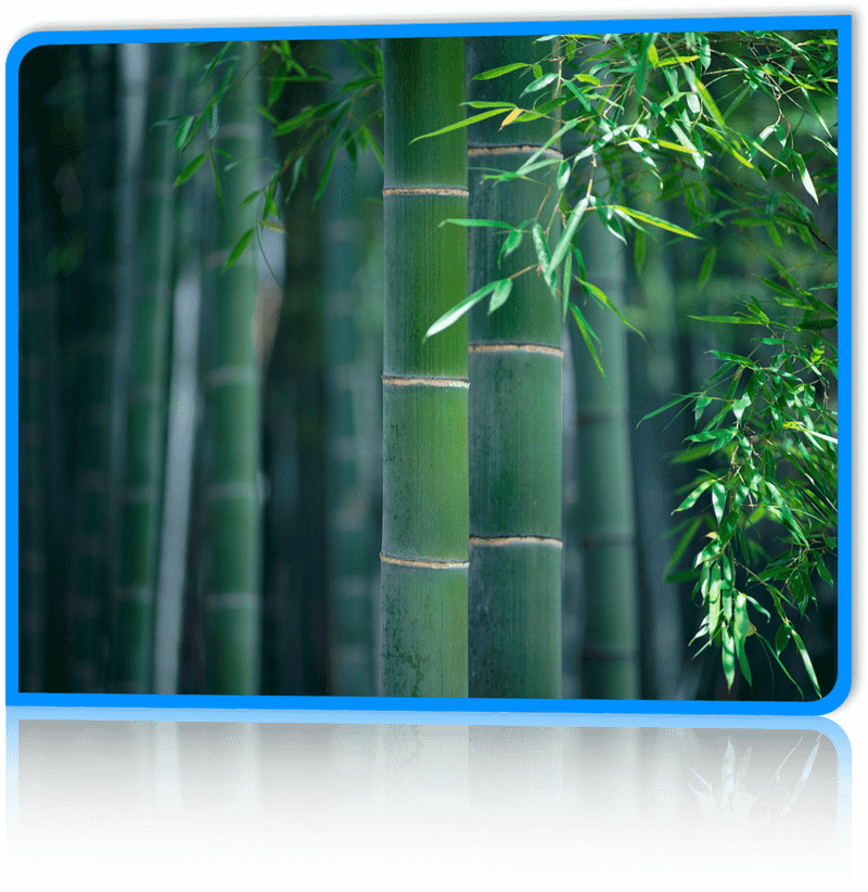 Serenity in the Bamboo Forest PNG