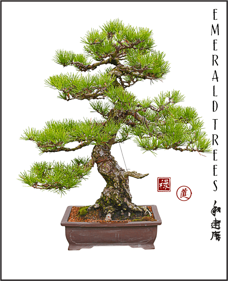 Emerald Bonsai Tree of Tranquility PNG