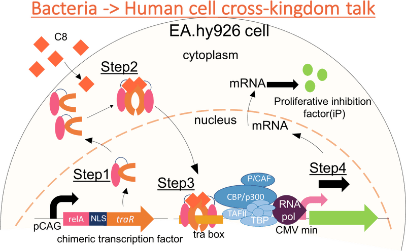 Bacteria and Human Cell Interaction Pathways PNG