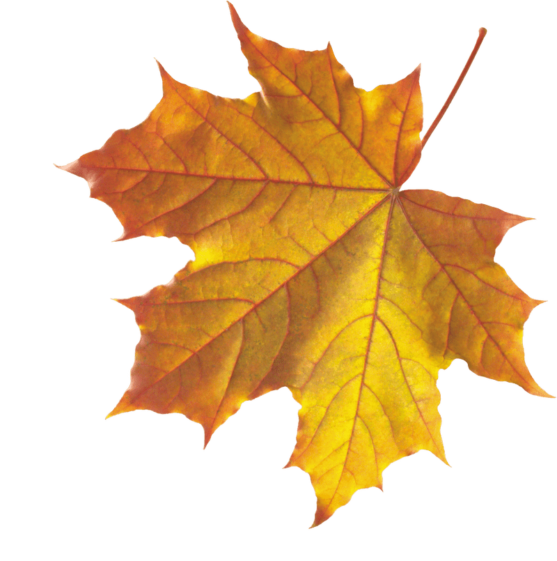 Golden Autumn Leaf Majesty PNG