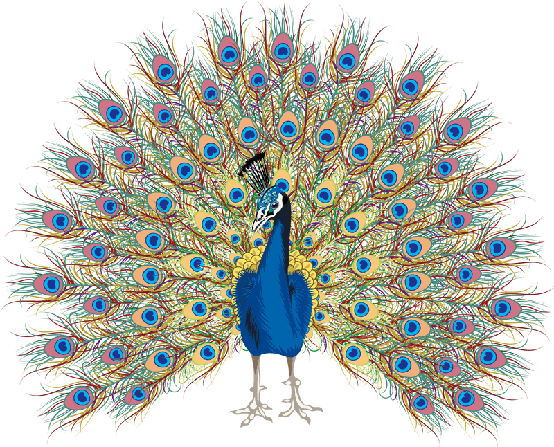 Majestic Peacock in Vibrant Display PNG