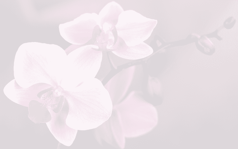 Orchid Elegance The Beauty of Nature's Bloom PNG