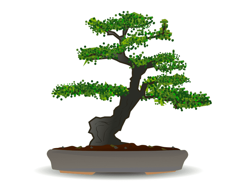 Elegance of Nature Bonsai Tree Serenity PNG