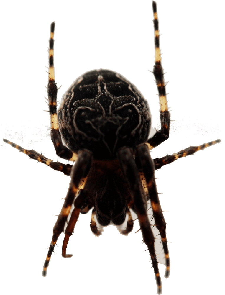 Magnificent Insect Spider with Intricate Patterns PNG
