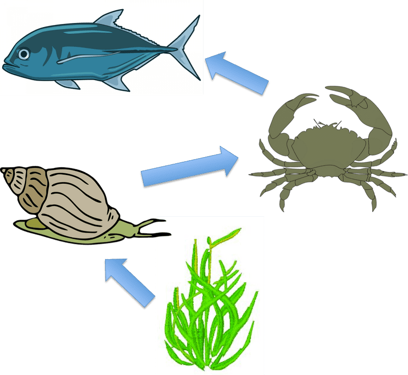 Ocean Delights Seafood Treasures and Green Goodness PNG