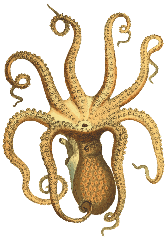 Dancing Octopus Tentacles in Ocean Waves PNG