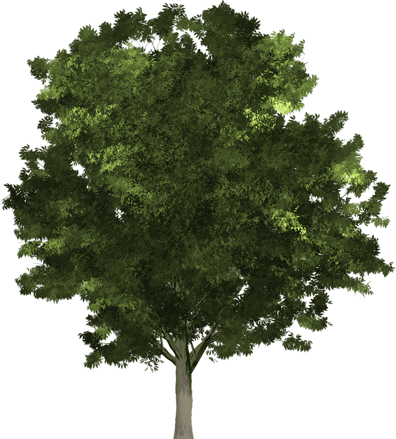Majestic Green Canopy Tree PNG