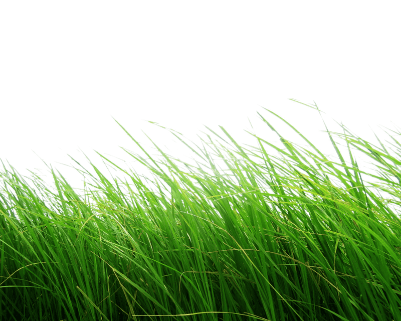 Lush Green Grass Under a Black Sky PNG