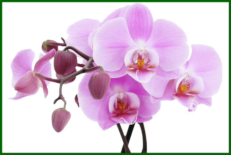 Orchid Elegance Petals of Serenity PNG