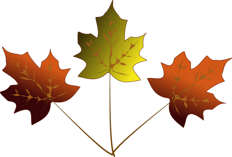 Autumn's Vibrant Leaf Trio PNG