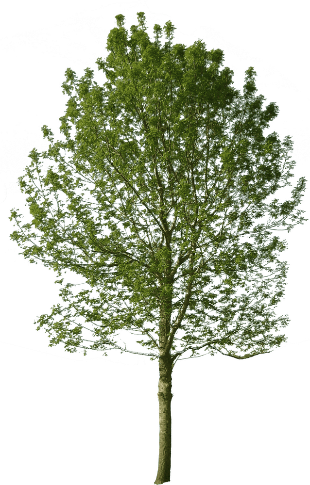 Majestic Green Tree of Life PNG