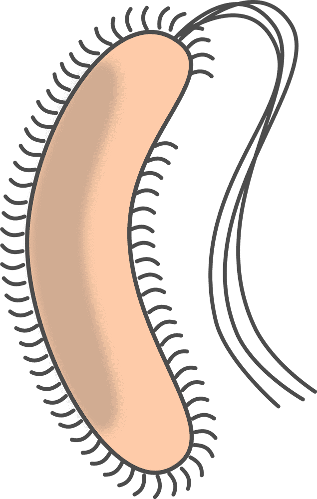 Flexible Bacteria with Curved Shape and Flagella PNG