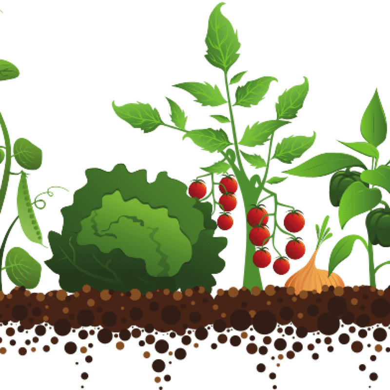 Abundant Vegetable Garden of Fresh Harvest PNG