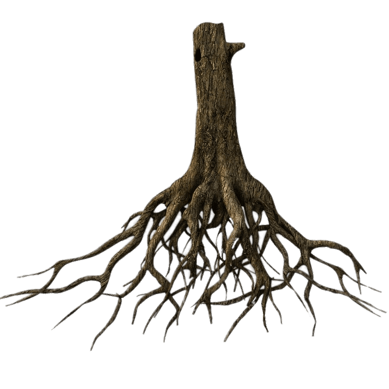 Natural Wonders of Ginger Root PNG