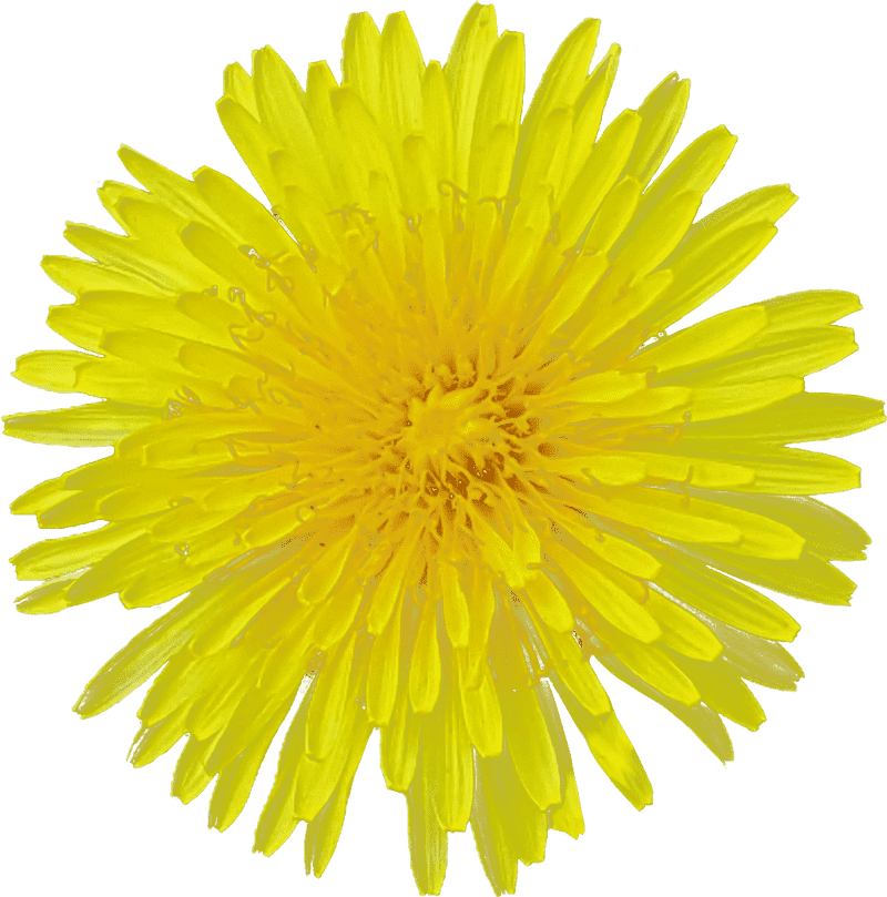 Bright Yellow Flower of Springtime Joy PNG
