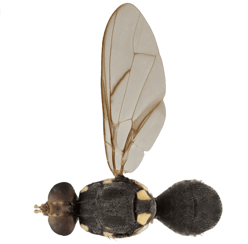 Intriguing Insect with Unique Wing Structure PNG