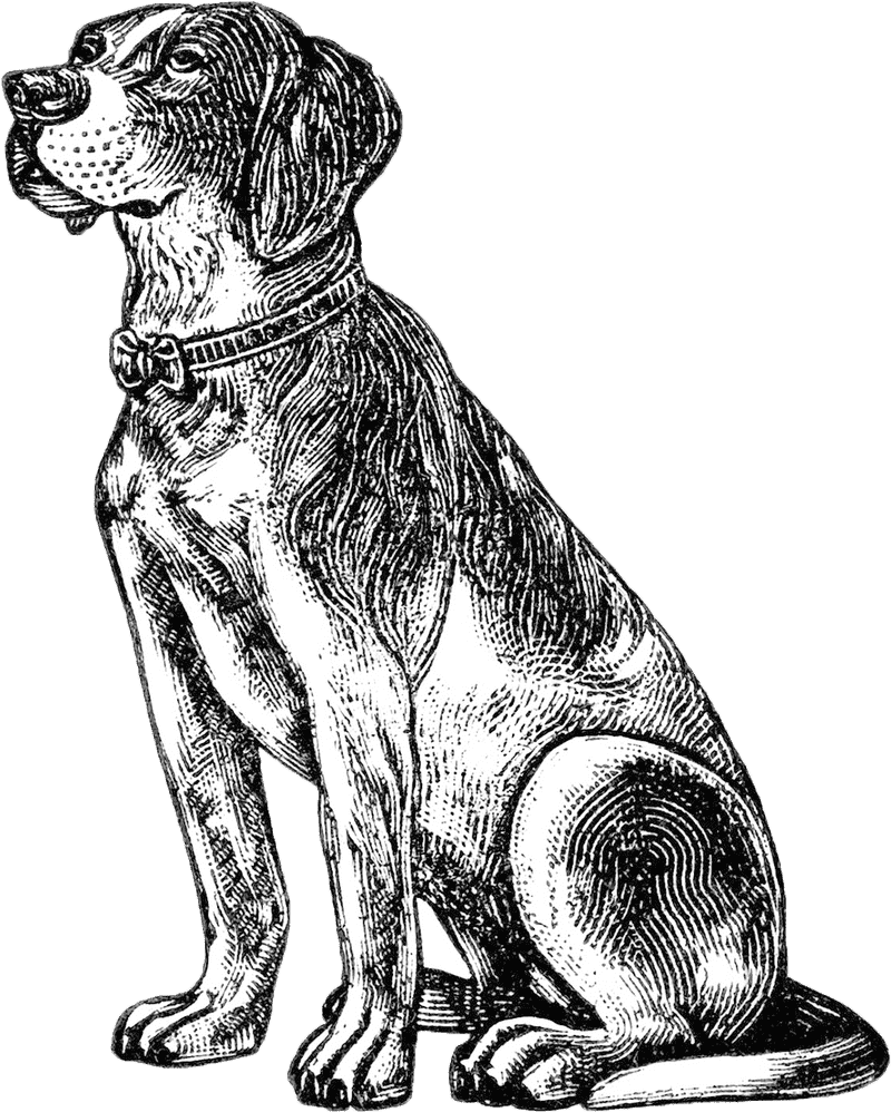 Vintage Elegant Dog Portrait PNG