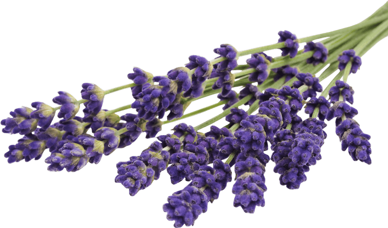 Serenity of the Lavender Field PNG