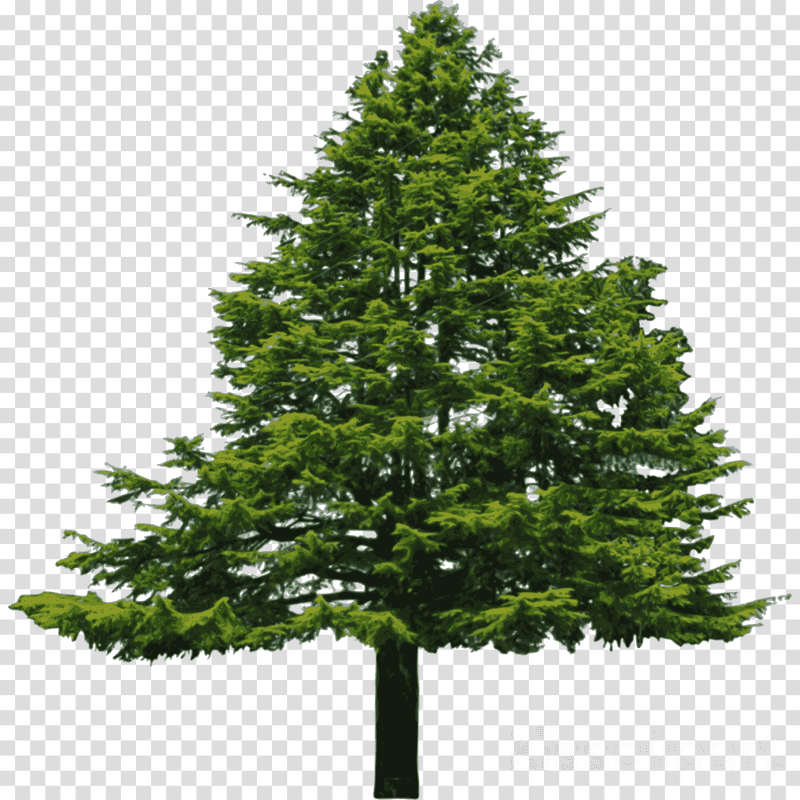 Majestic Pine Cone Tree Silhouette PNG
