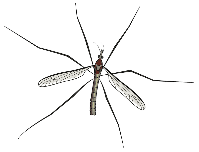 Effective Mosquito Repellent for Peaceful Outdoor Living PNG