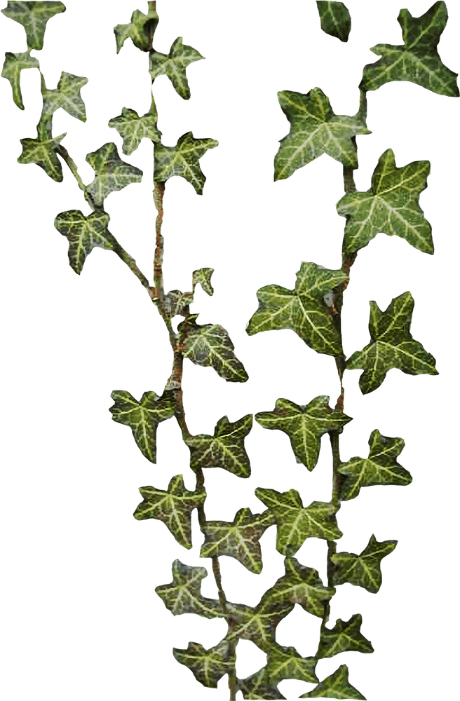 Graceful Vine of Ivy Leaf Treasures PNG