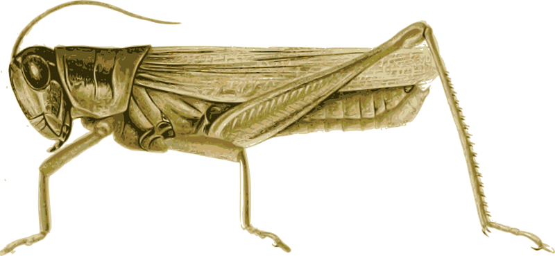Majestic Insect of the Grasslands The Grasshopper PNG