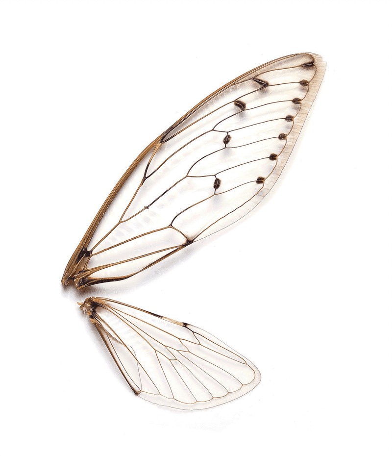 Golden Insect Wing Nature's Artistry Unveiled PNG