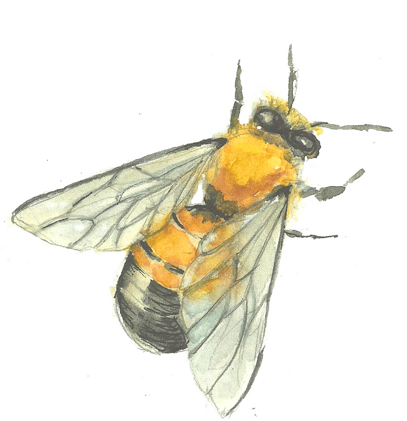 Detailed Insect Study The Bumblebee PNG