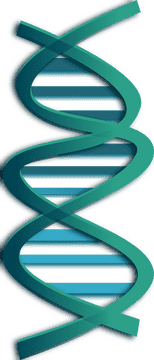 DNA Structure The Blueprint of Life PNG