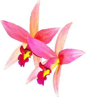 Radiant Orchid Blossoms in Bloom PNG