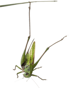 Graceful Insect Hanging on a Blade of Grass PNG