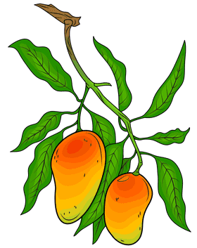 Mango Delight on Lush Green Branches PNG