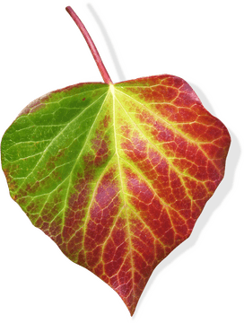 Vibrant Ivy Leaf in Autumn Hues PNG